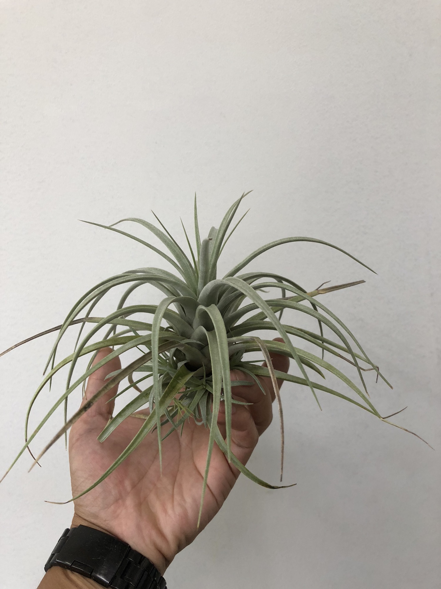 エアプランツ ］Tillandsia mima chilitensis ティランジア ミマ チリテンシス | Plants and candle  shop LILWA