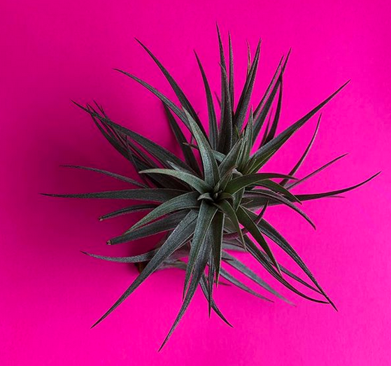 エアプランツ Tillandsia Aeranthos Nigra ティランジア アエラントス ニグラ Plants And Candle Shop Lilwa