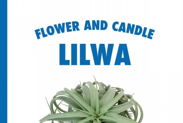 エアプランツ Tillandsia Aeranthos The Black チランジア アエラントス ブラック Plants And Candle Shop Lilwa