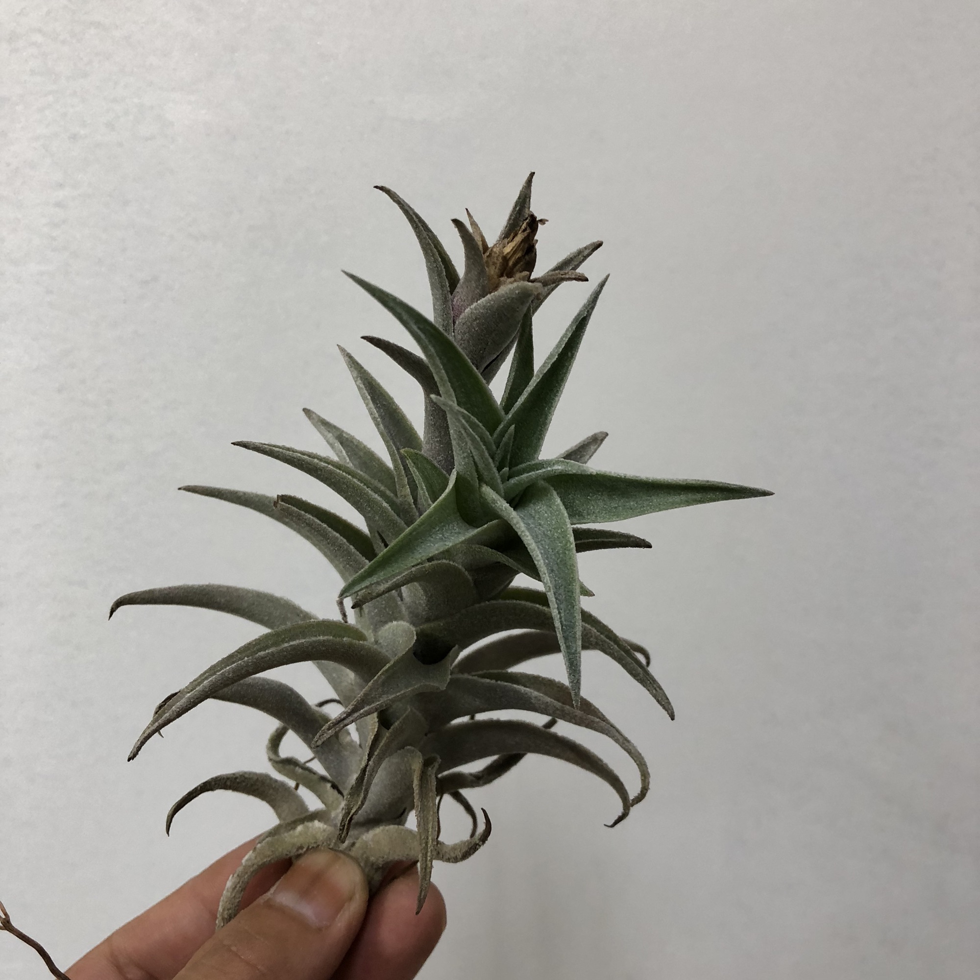 エアプランツ ］Tillandsia edithae ティランジア エディシアエ | Plants and candle shop LILWA