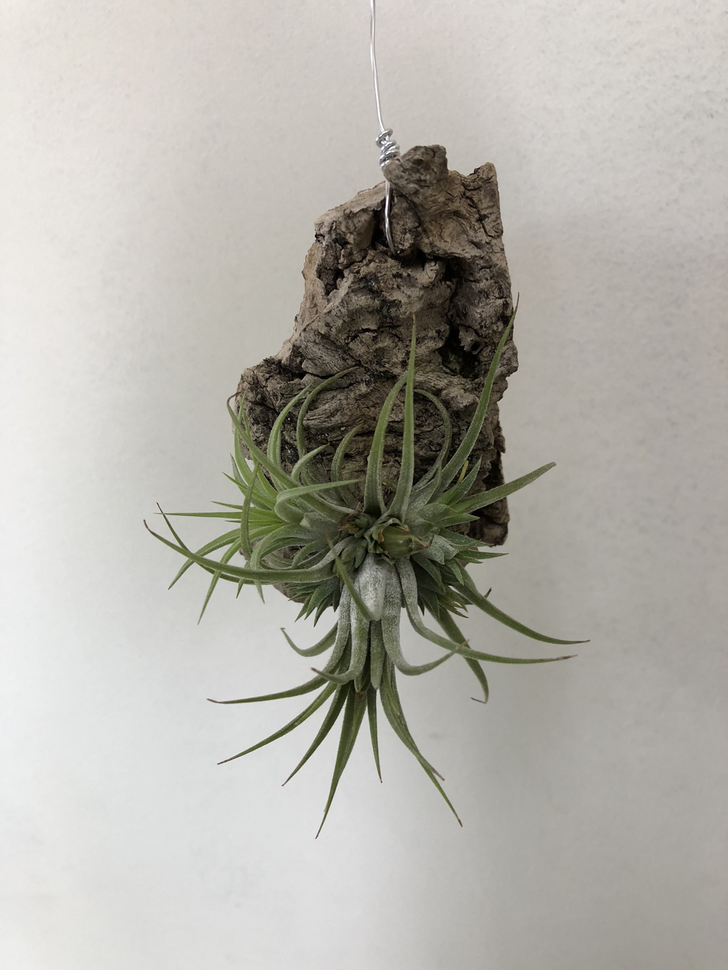 Bromelia : ページ10 | Plants and candle shop LILWA
