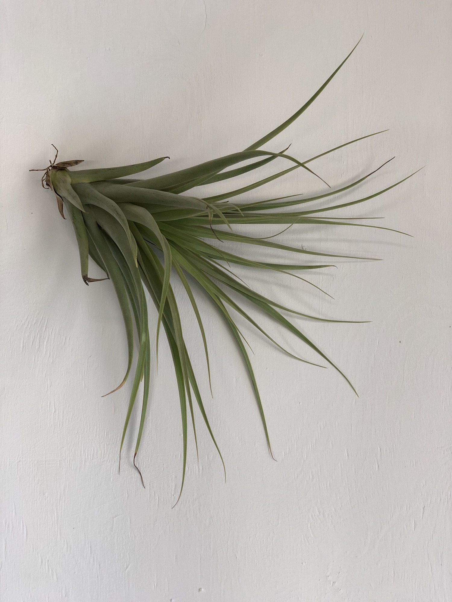 ブロメリア・エアープランツ Tillandsia Domingo's charm. TIのTillandsia malyi TIのシリーズ。 tectorum系うちではコレしか咲か