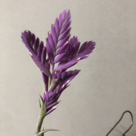 Blog 干ばつで傷んだ木の悲鳴を聞き分けることに成功 Plants And Candle Shop Lilwa Blog 干ばつで傷んだ木の悲鳴を聞き分けることに成功 Plants And Candle Shop Lilwa