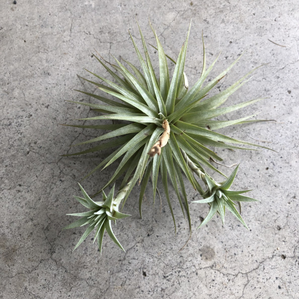 エアプランツ Tillandsia Espinosae ティランジア エスピノーサ Plants And Candle Shop Lilwa