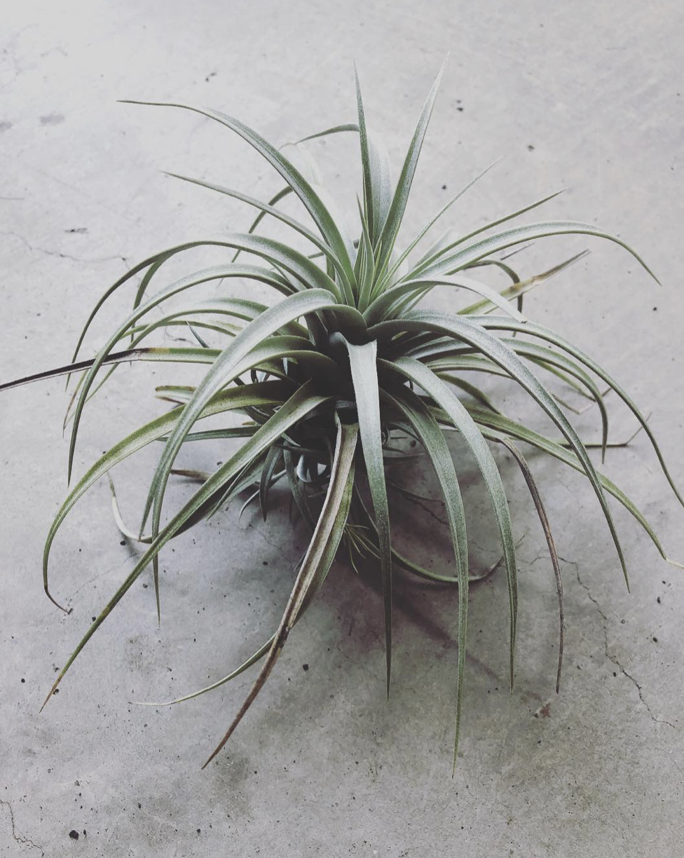 エアプランツ］Tillandsia mima var. chilitensis ティランジア