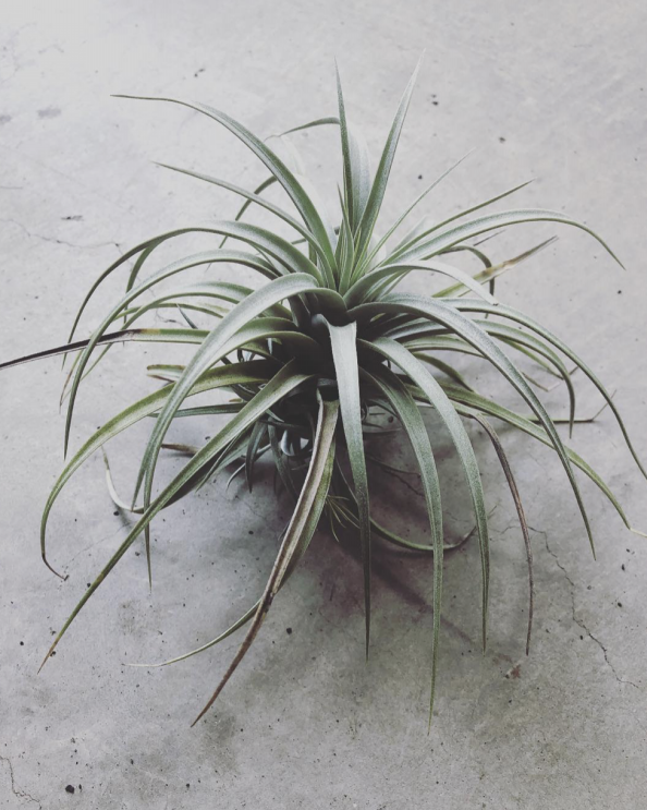 エアプランツ］Tillandsia mima var. chilitensis ティランジア