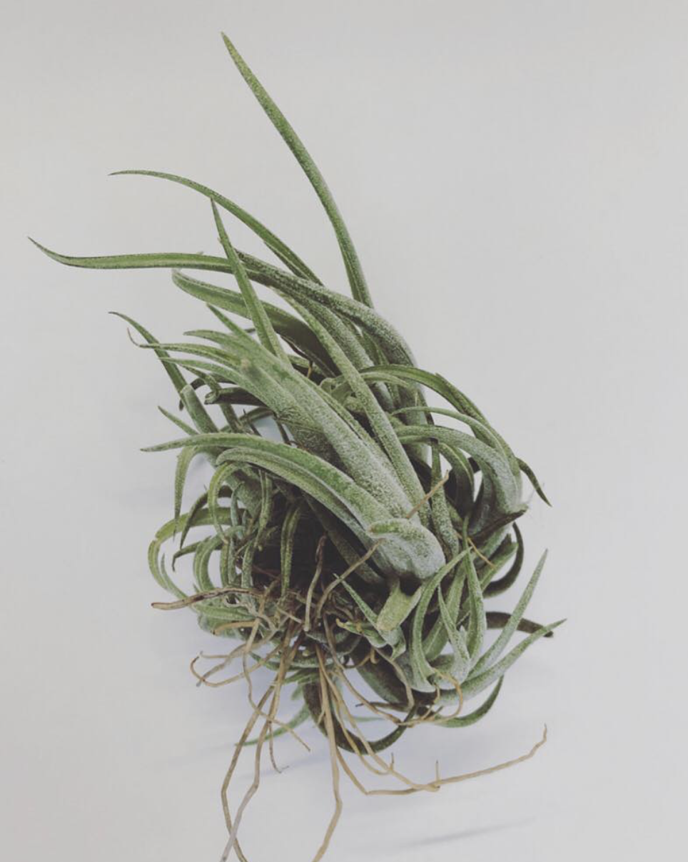 Tillandsia : ページ2 | Plants and candle shop LILWA