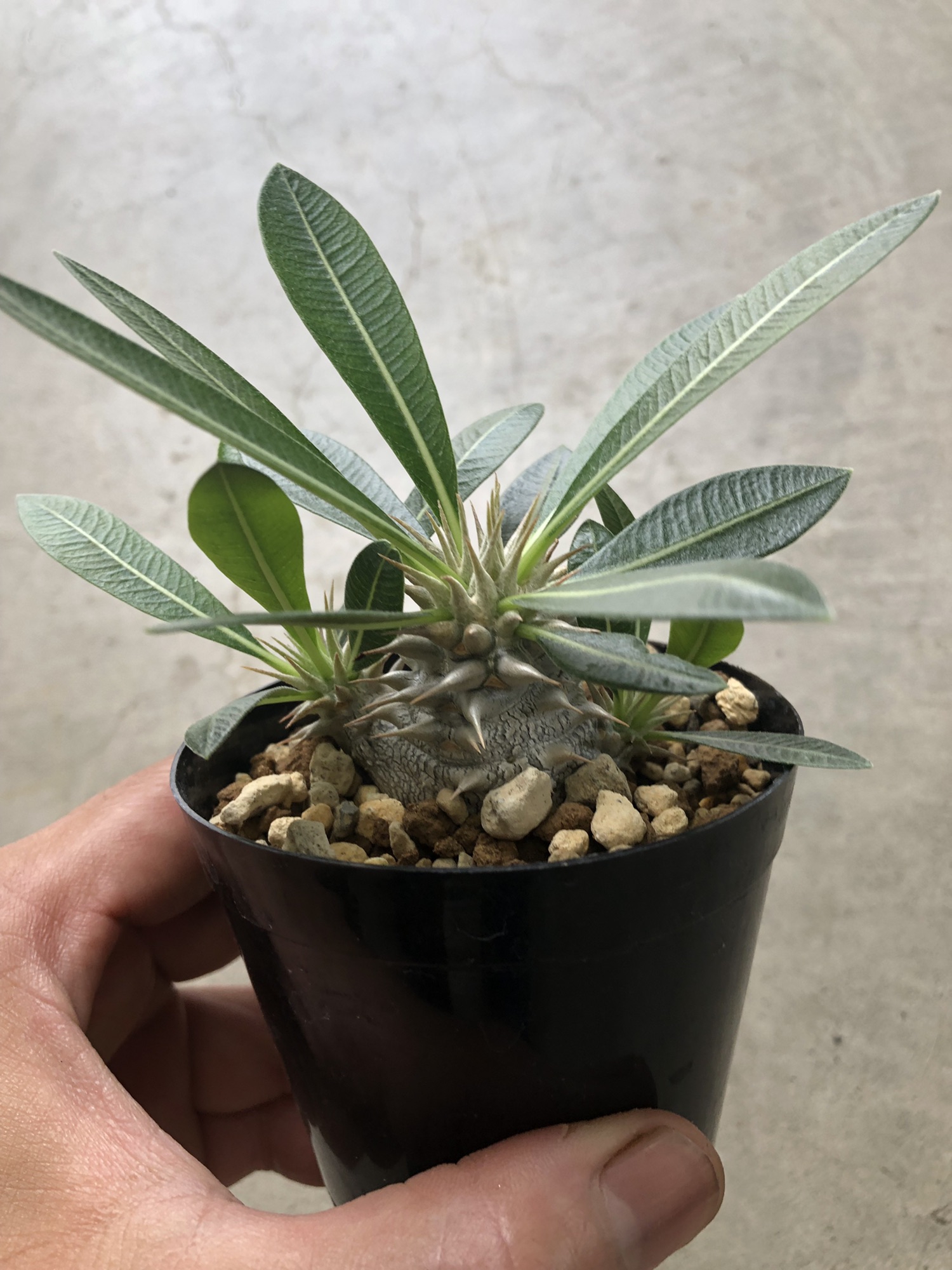 パキポディウム Pachypodium Densiflorum パキポディウム デンシフローラム Plants And Candle Shop Lilwa