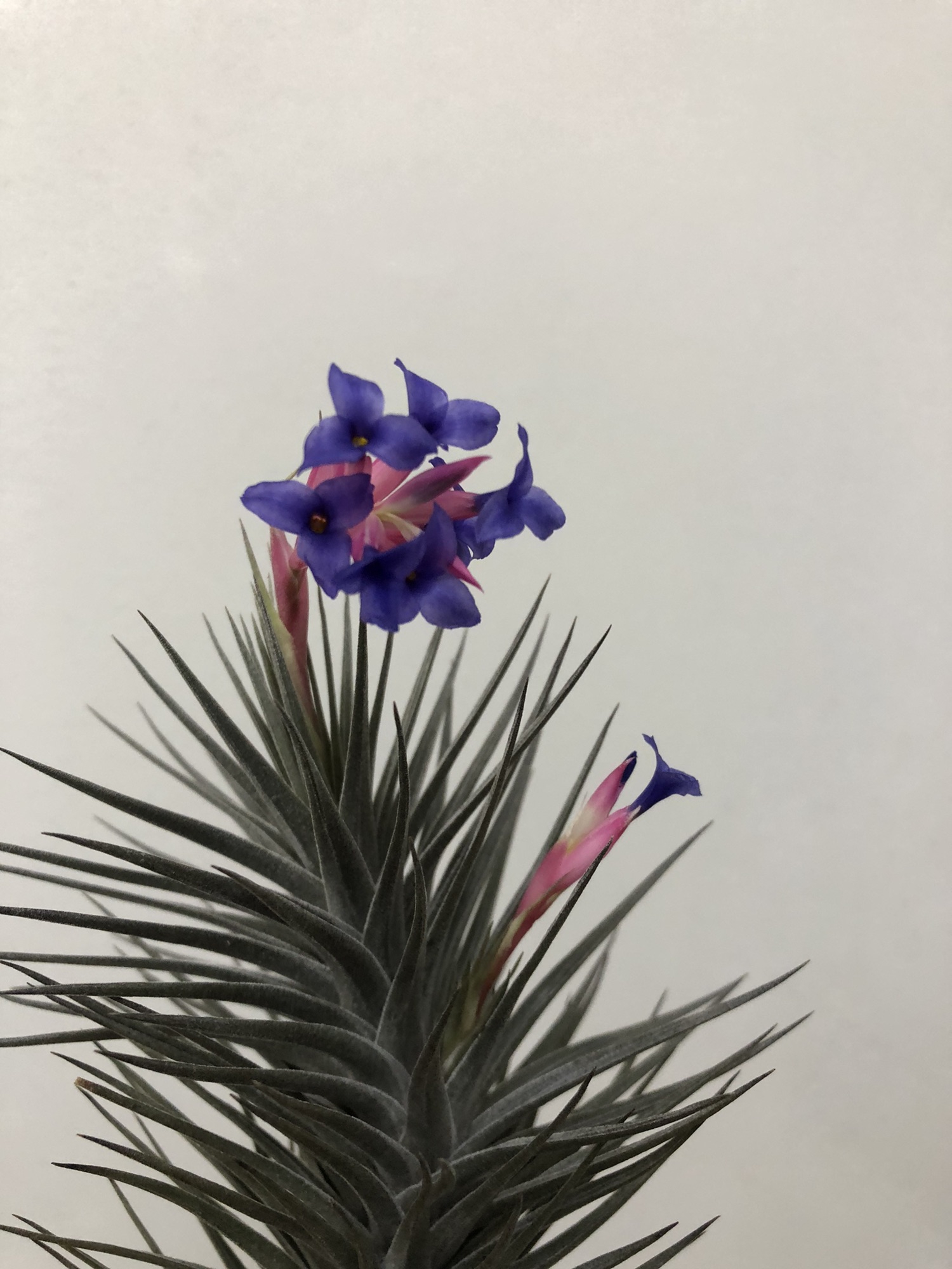 エアプランツ ］Tillandsia aeranthos Nigra ティランジア・アエラントス 'ニグラ' | Plants and candle  shop LILWA