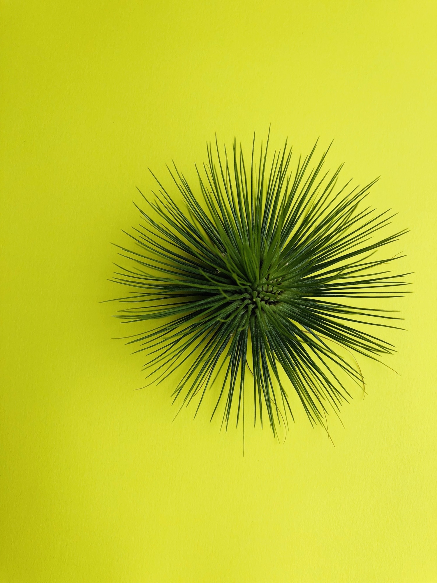 Bromelia : ページ10 | Plants and candle shop LILWA