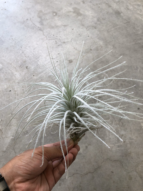 エアプランツ Tillandsia Tectorum ティランジア テクトラム Plants And Candle Shop Lilwa