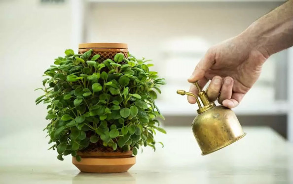 Blog 観葉植物 必要なのは水だけ 鉢の外側で観葉植物を育てる次世代のプランタ Plants And Candle Shop Lilwa