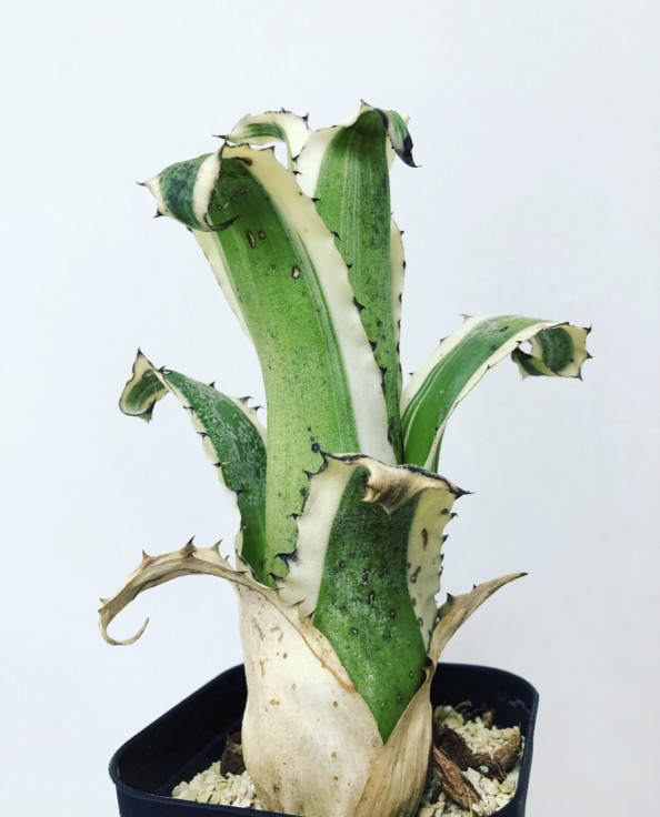 Hohenbergia Karla ホヘンベルギア カーラ | Plants and candle shop LILWA
