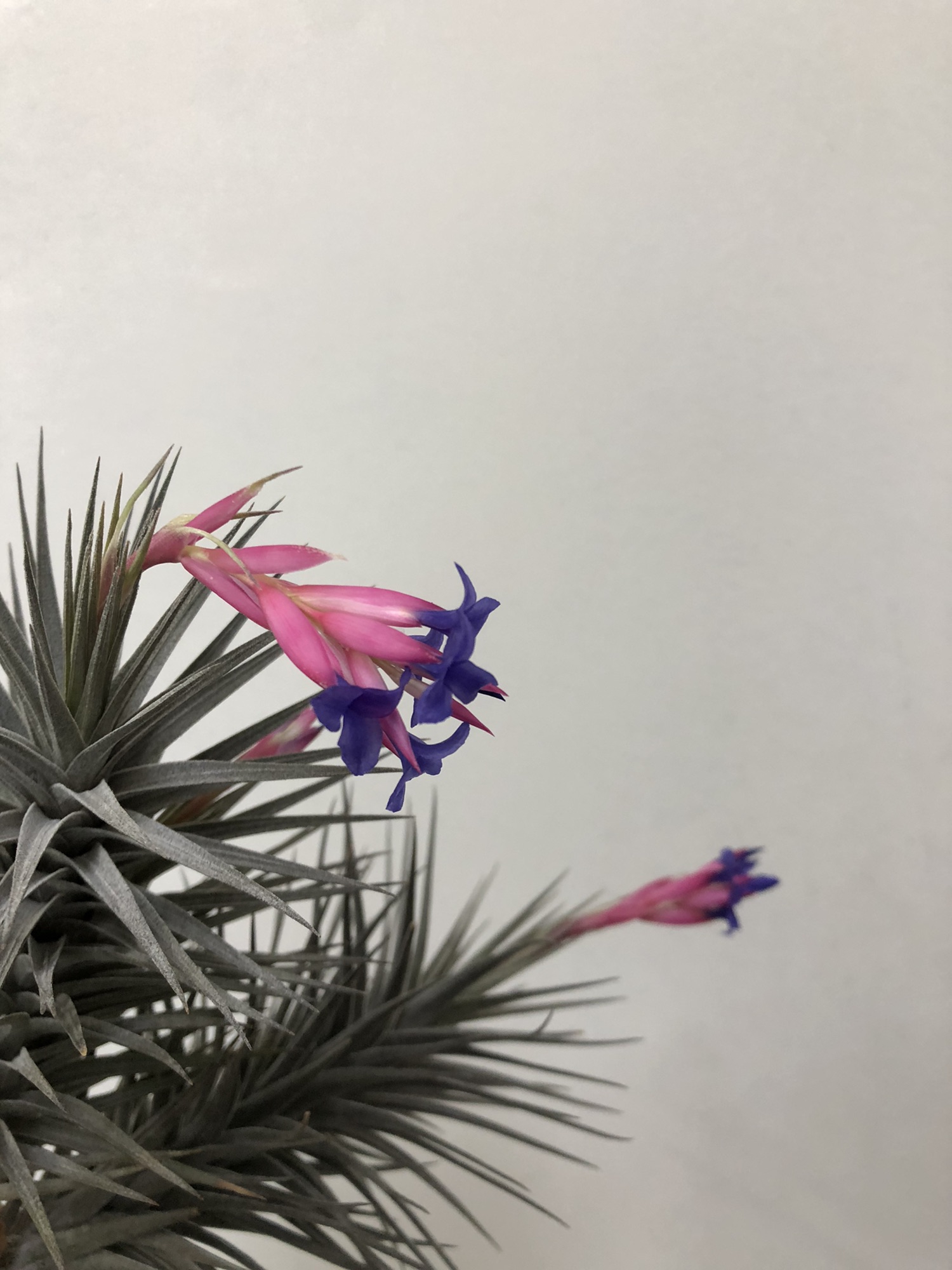 エアプランツ ］Tillandsia aeranthos Nigra ティランジア・アエラントス 'ニグラ' | Plants and candle  shop LILWA