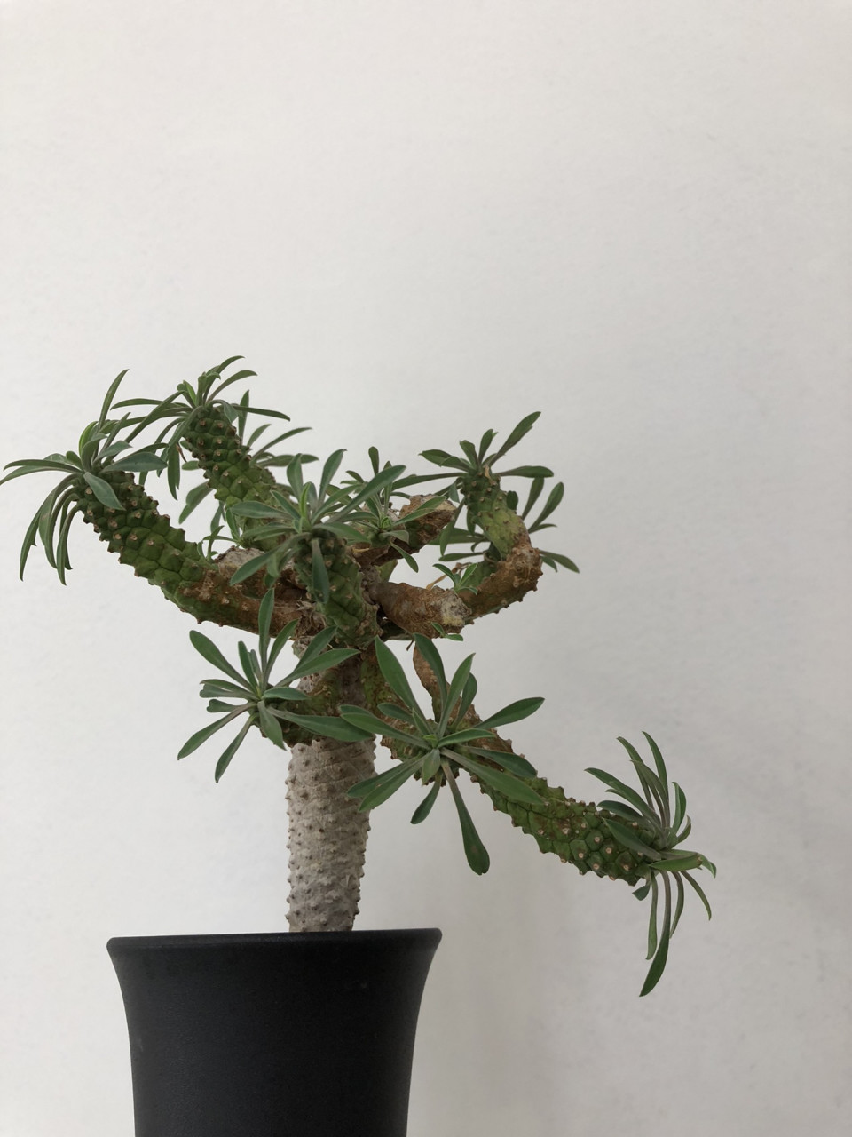 ユーフォルビア Euphorbia Bupleurifolia ユーフォルビア 峨眉山 Plants And Candle Shop Lilwa