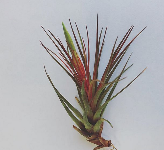 エアプランツ Tillandsia Tricolor Var Melanocrater ティランジア トリコロール メラノクラテル Plants And Candle Shop Lilwa