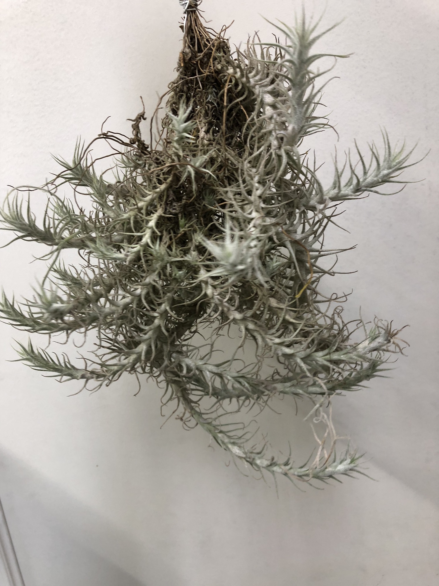 エアプランツ ］Tillandsia stellifera ティランジア ステリフェラ