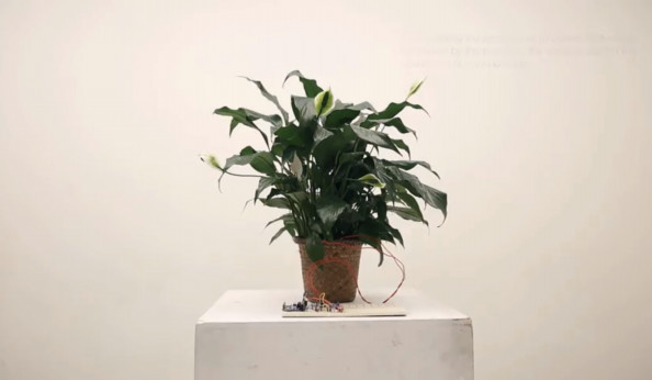 観葉植物 植物が奏でる音楽 を聴けるデヴァイスは わたしたちに自然との深い つながり をもたらすか Plants And Candle Shop Lilwa