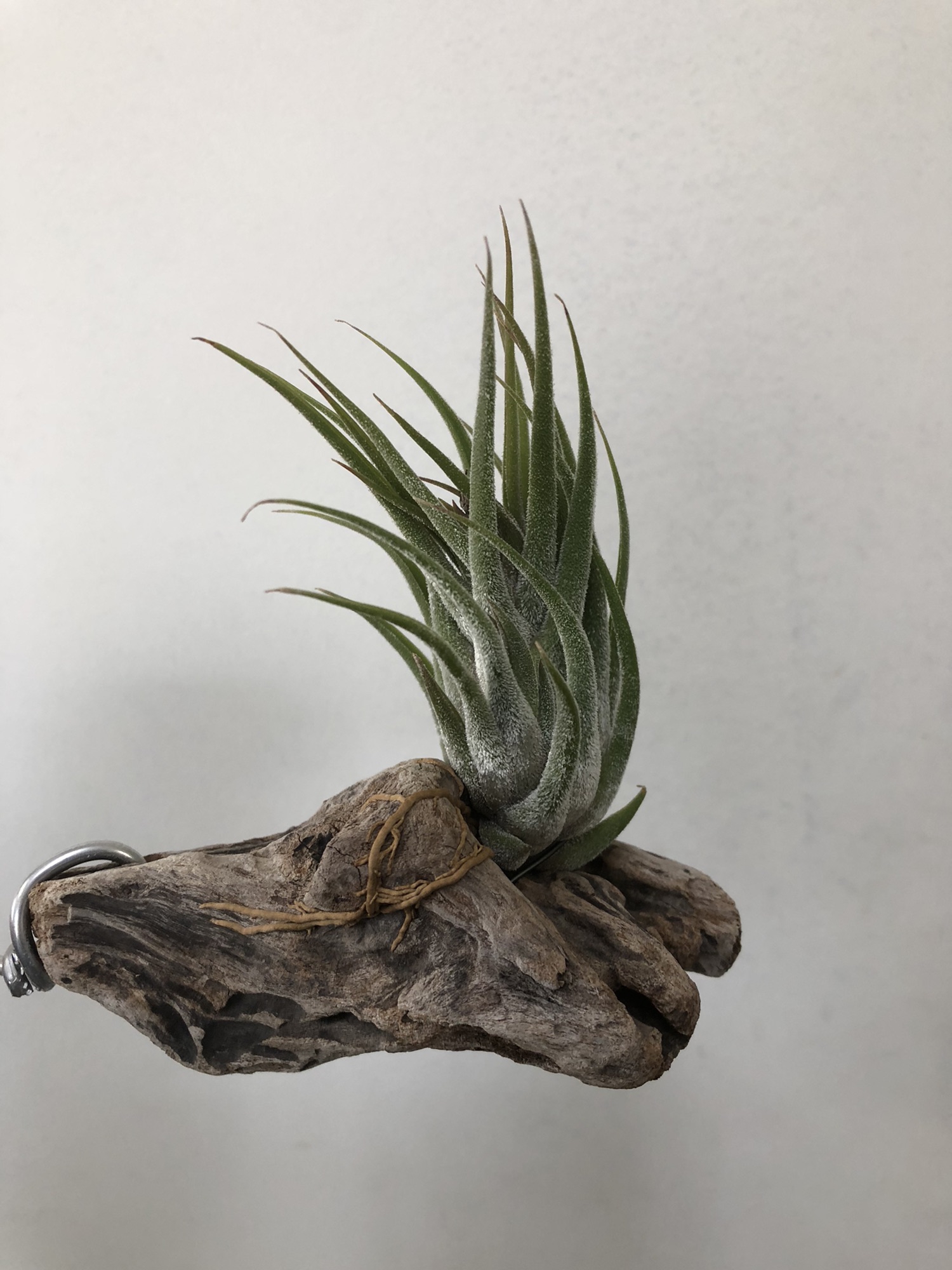 チランジア・テネブラ Tillandsia tenebra 育て方 図鑑