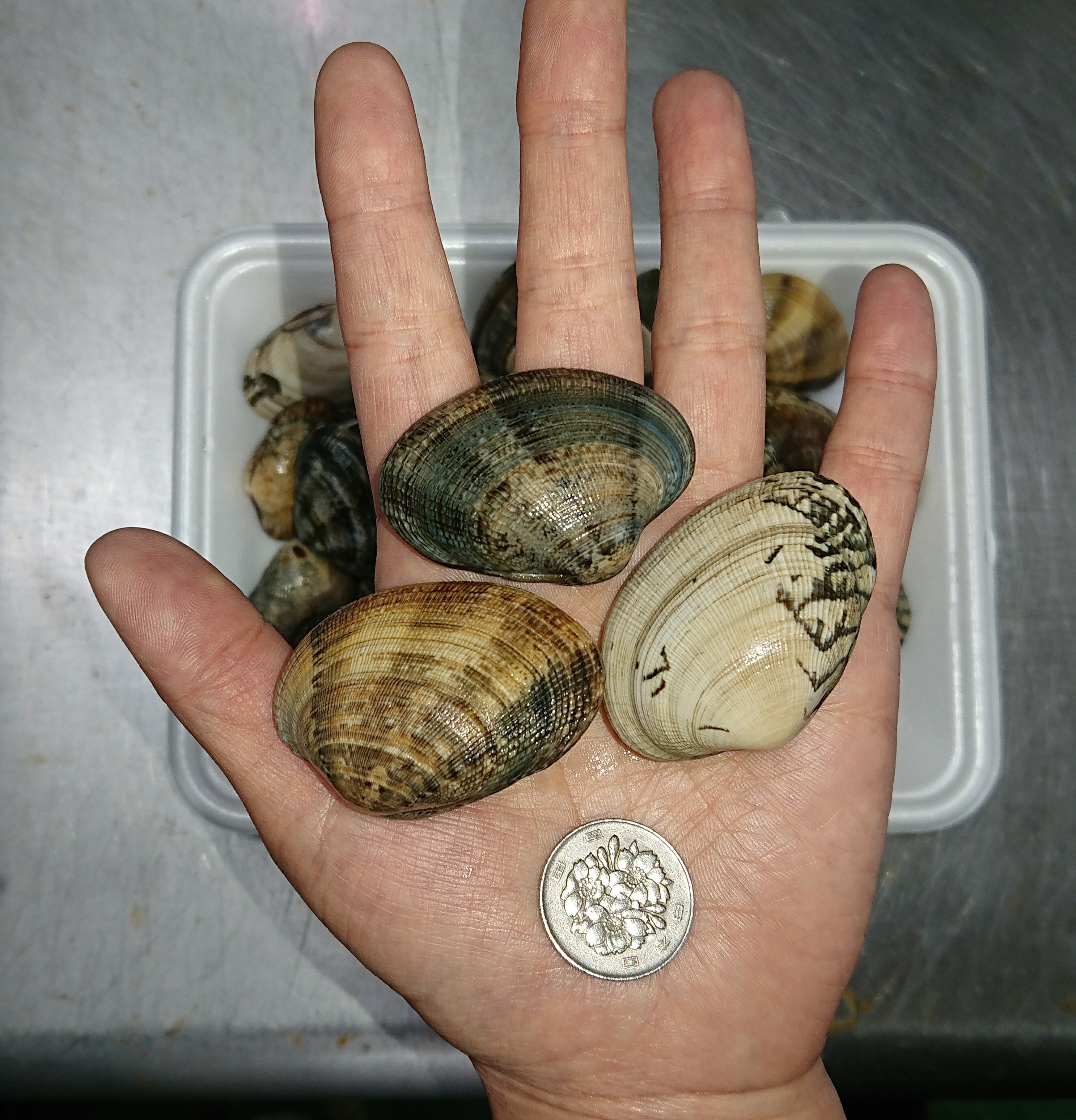 三河湾梶島産あさり販売してます(^-^)v | ヒロタリーのお店日記