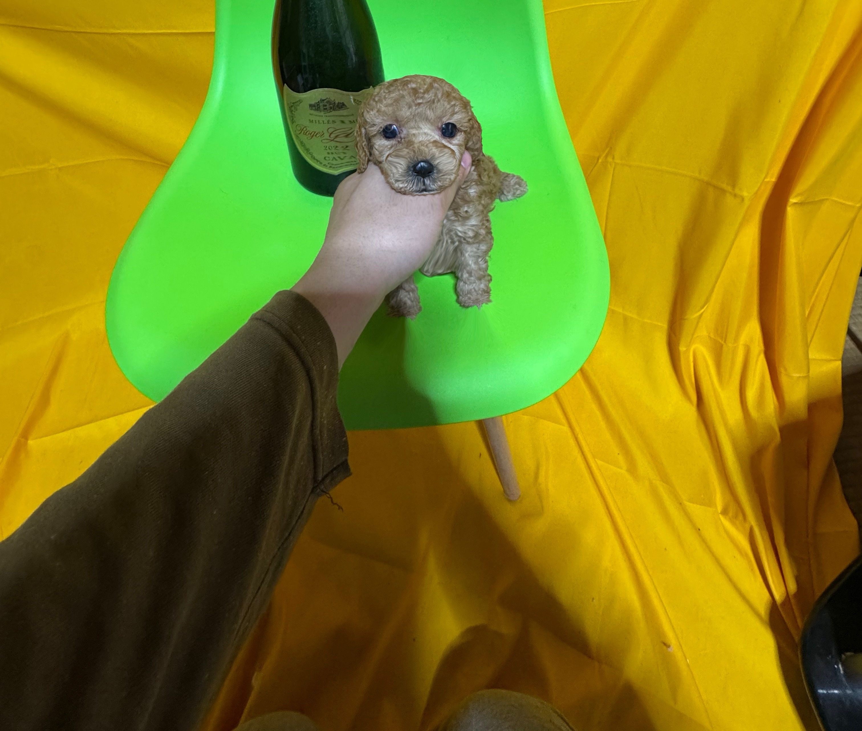 犬 猫 日本一激安 ペッヅスマイル下妻店 | 茨城県下妻市のブリーダー