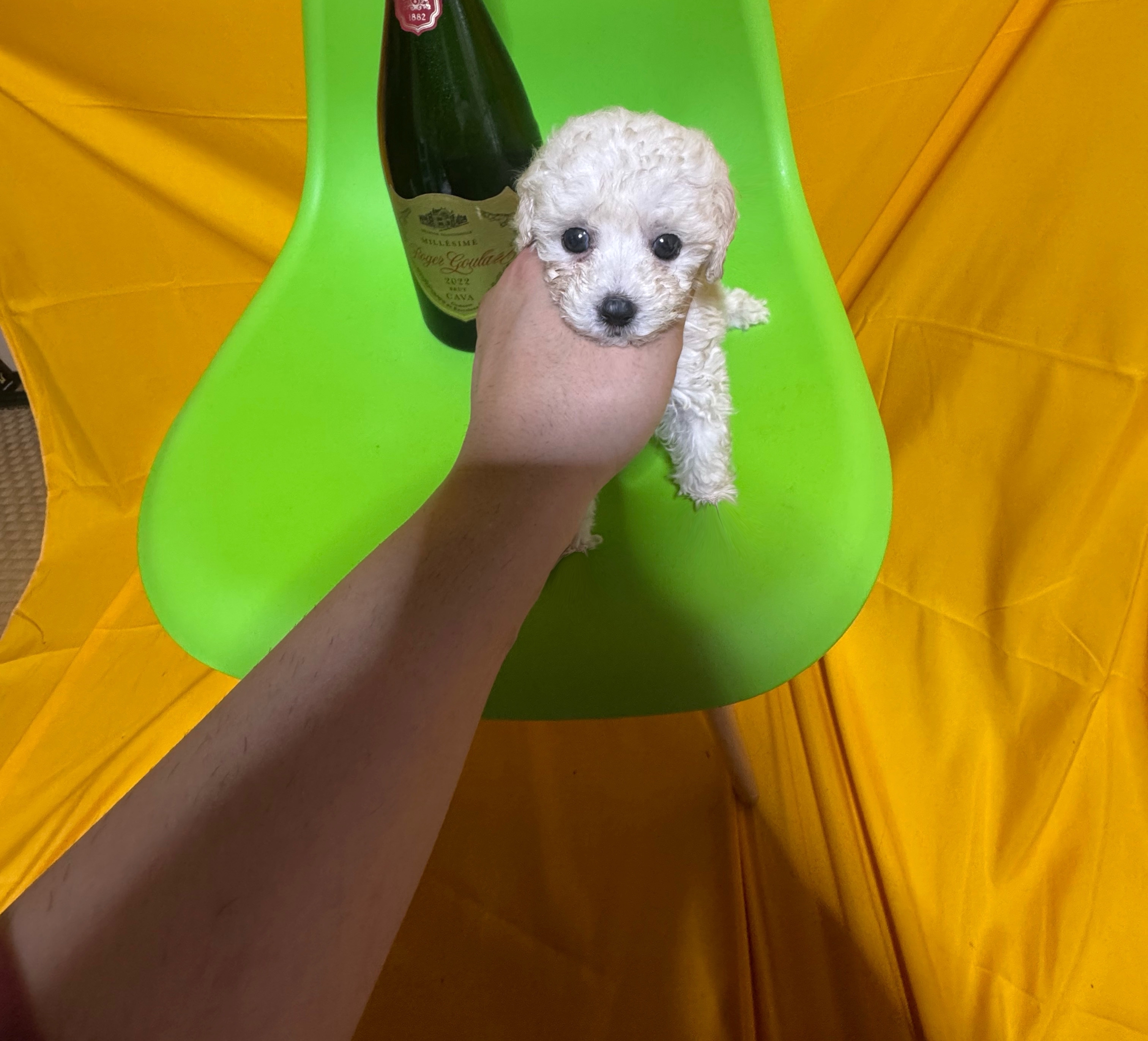 犬 日本一激安 ワンちゃん極小専門店スマイル下妻 | 茨城県下妻市の
