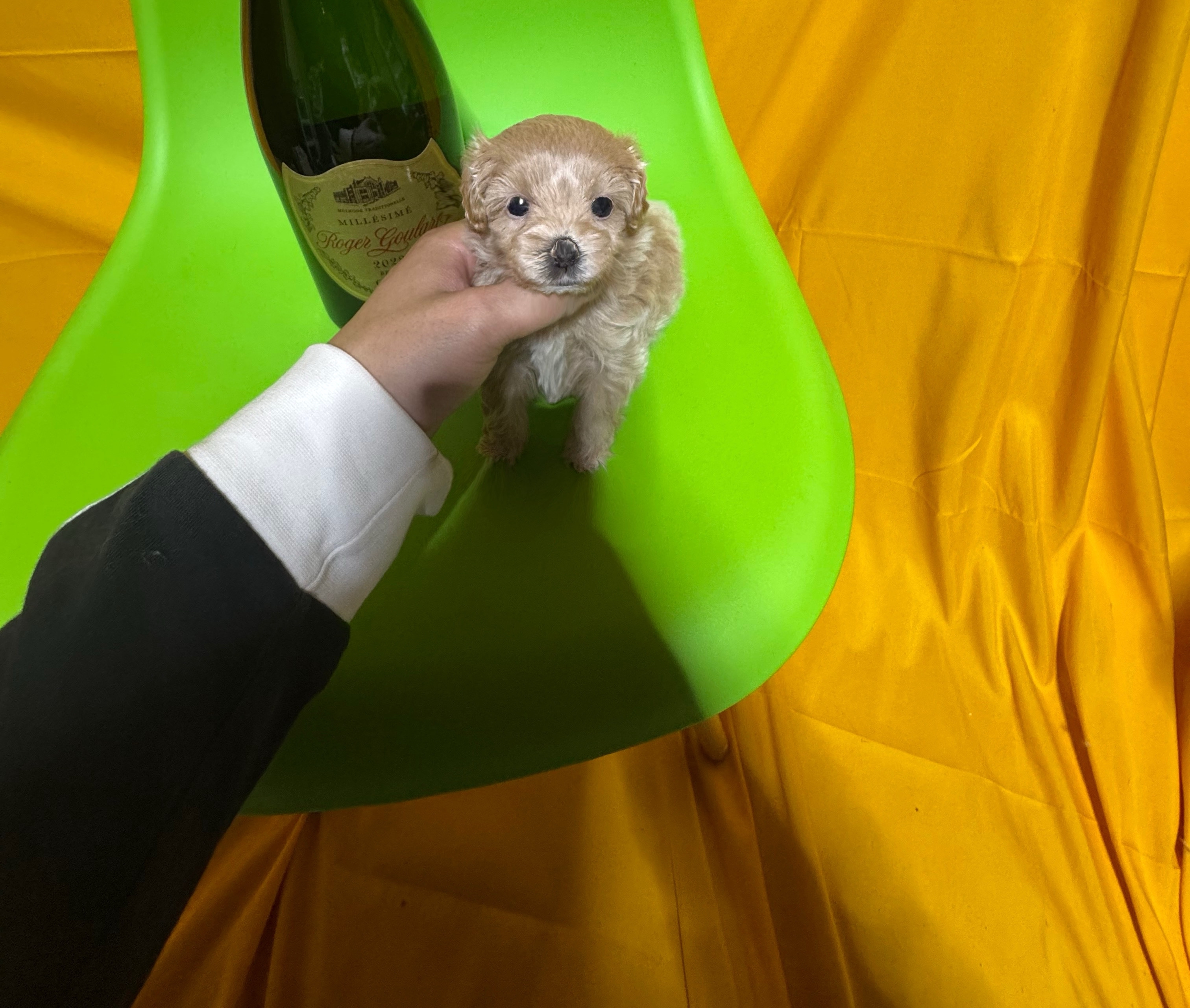犬 猫 日本一激安 ペッヅスマイル下妻店 | 茨城県下妻市のブリーダー
