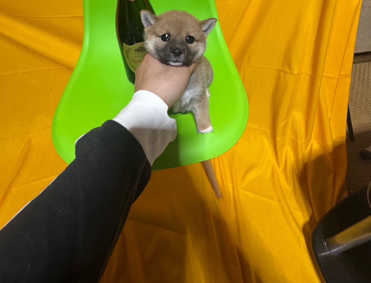 犬 猫 日本一激安 ペッヅスマイル下妻店 | 茨城県下妻市のブリーダー