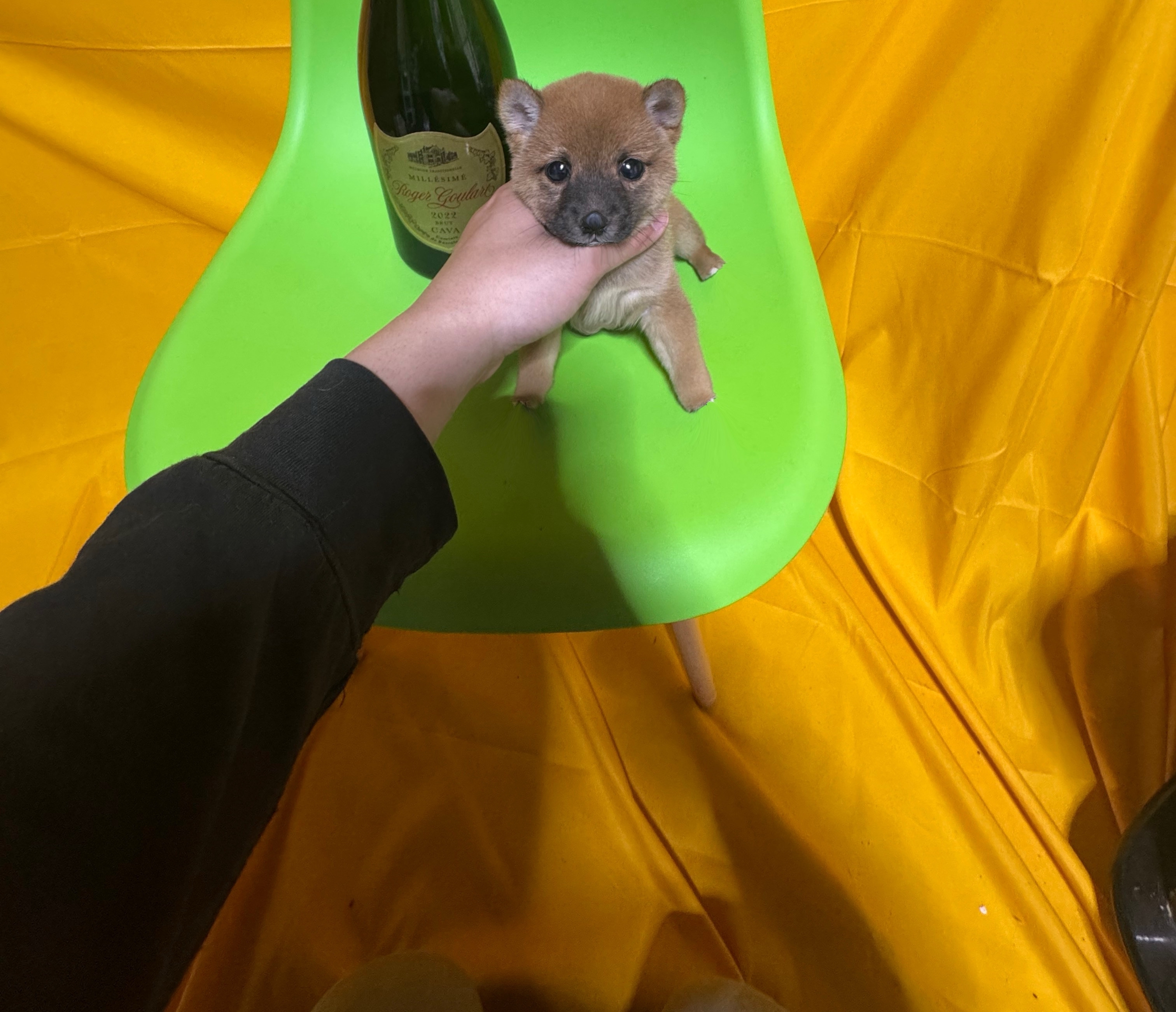 犬 猫 日本一激安 ペッヅスマイル下妻店 | 茨城県下妻市のブリーダー