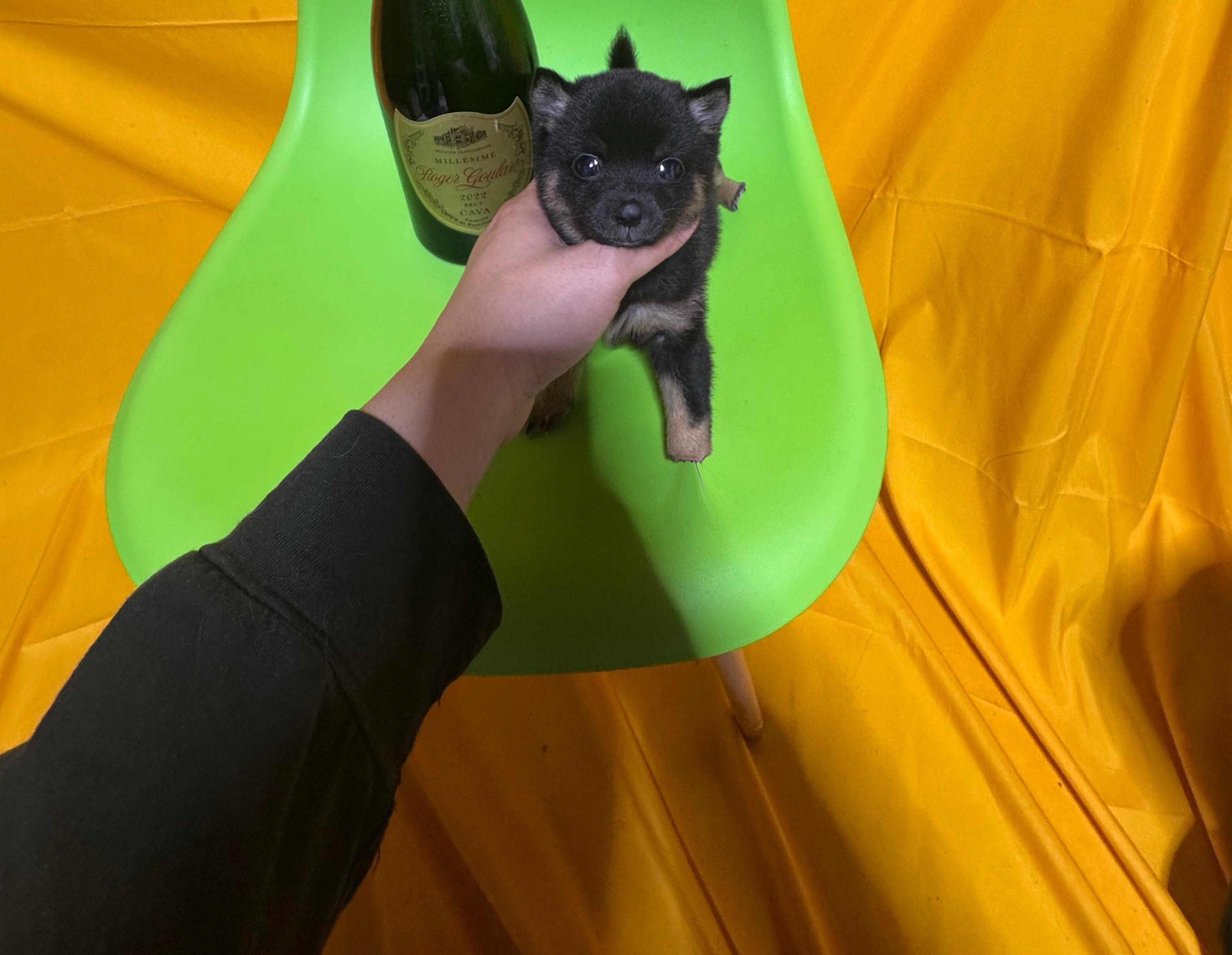 犬 猫 日本一激安 ペッヅスマイル下妻店 | 茨城県下妻市のブリーダー