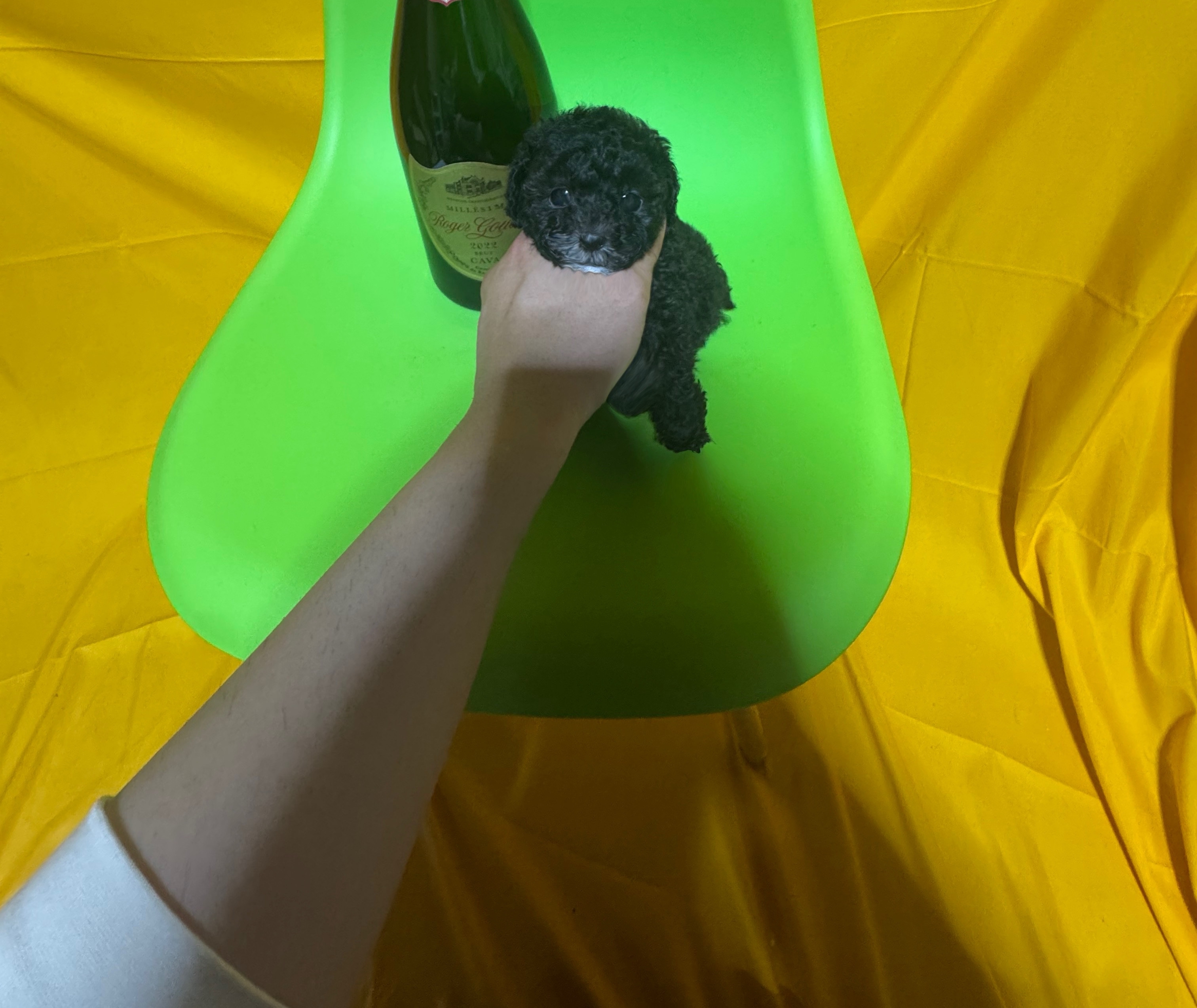 【大特価｜送料込】★現品のみ★茨城県下妻市＿在庫1点 犬 猫 日本一激安 ペッヅスマイル下妻店 | 茨城県下妻市のブリーダー