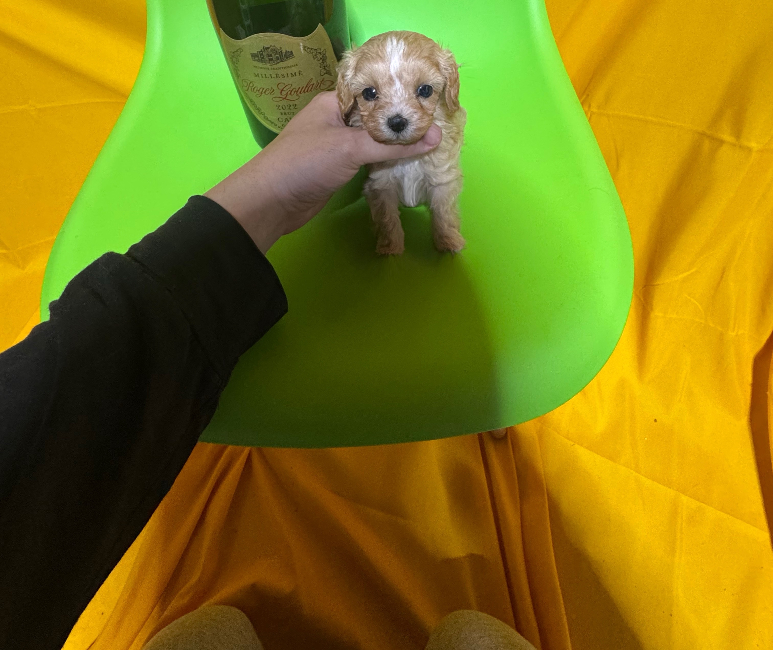犬 猫 日本一激安 ペッヅスマイル下妻店 | 茨城県下妻市のブリーダー