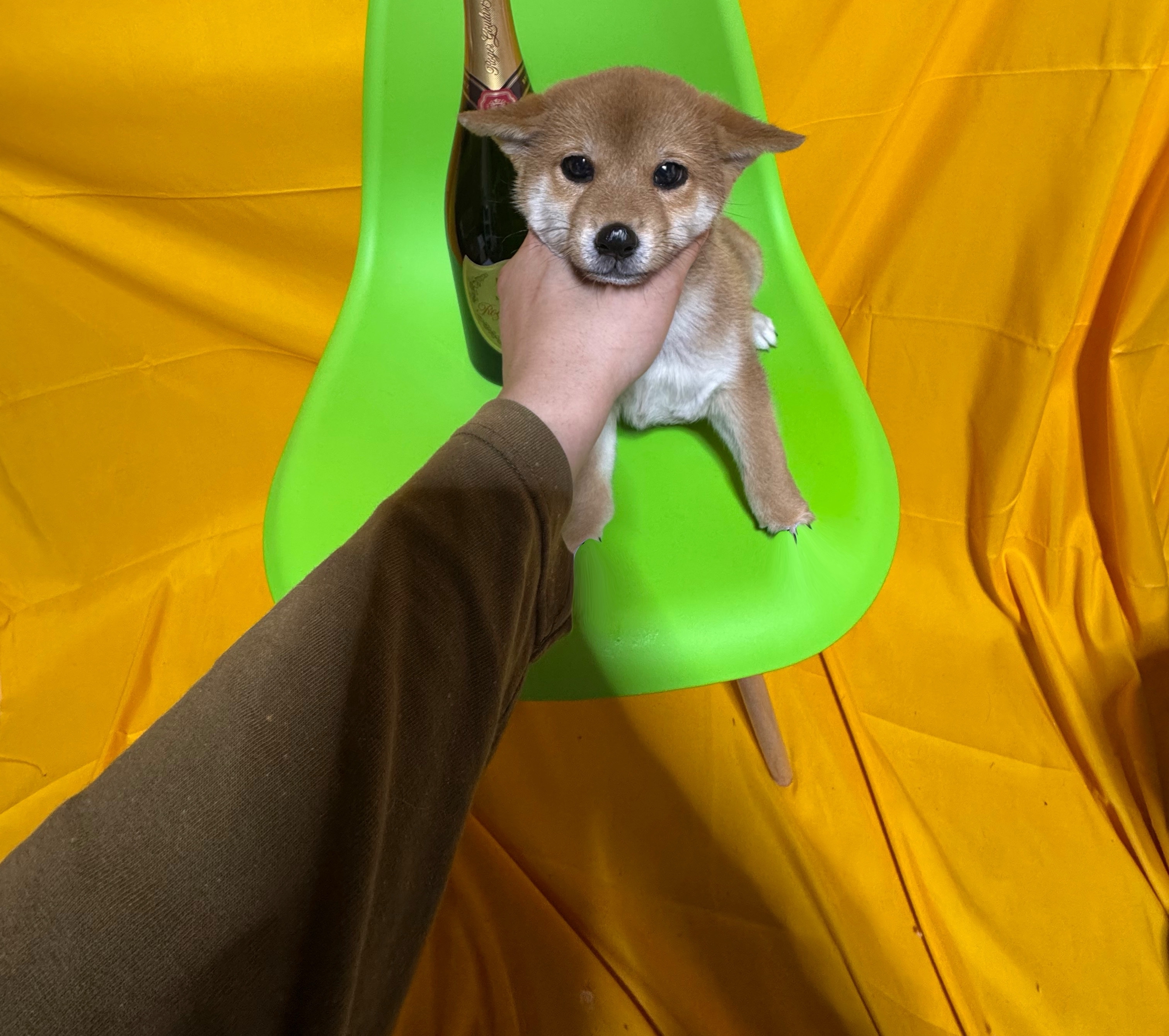 犬 猫 日本一激安 ペッヅスマイル下妻店 | 茨城県下妻市のブリーダー