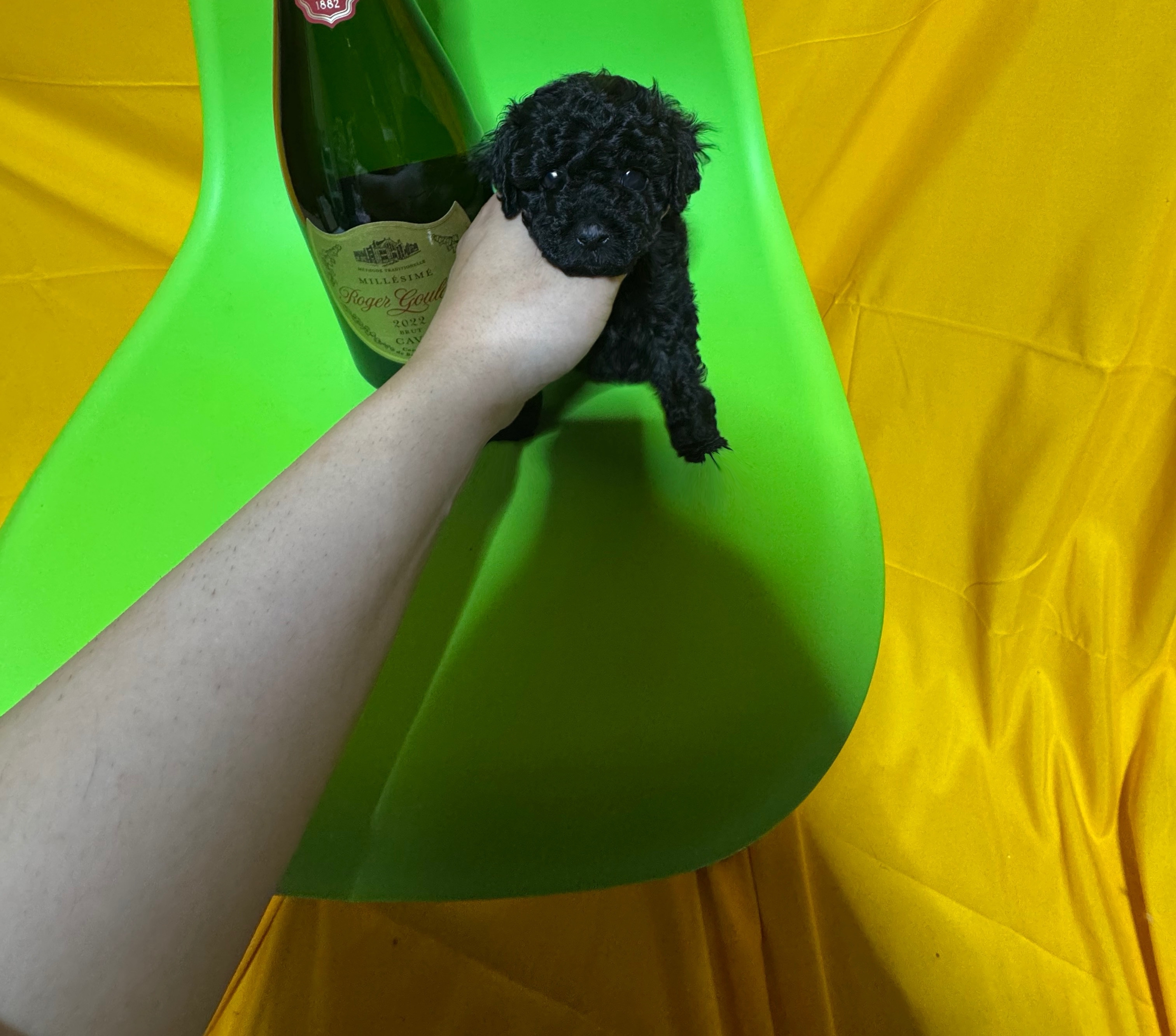 【大特価｜定価60％OFF｜送料込】★現品のみ★茨城県下妻市＿在庫1点 犬 猫 日本一激安 ペッヅスマイル下妻店 | 茨城県下妻市のブリーダー