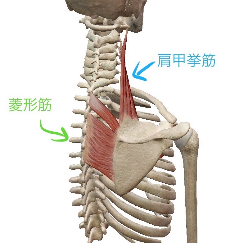 呼吸のアイディア(肩甲骨と筋肉編) まっさらのさら
