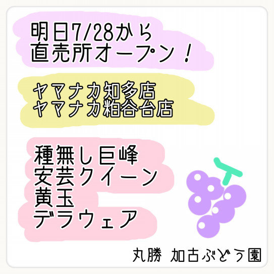 明日7 28 日 直売所オープン ヤマナカ知多店 ヤマナカ粕谷台店 丸勝 加古ぶどう園