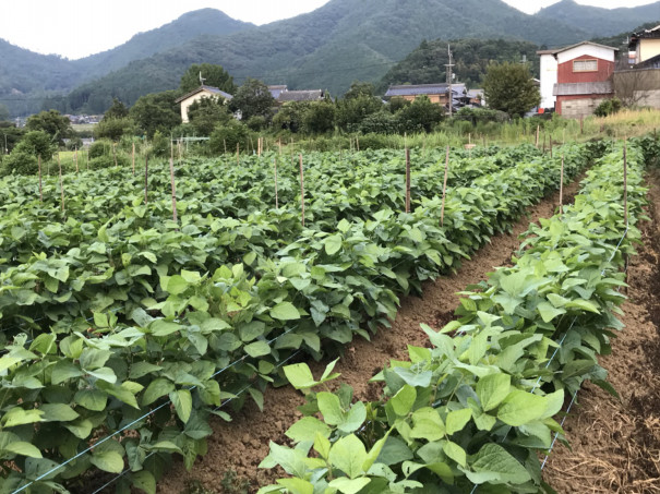 黒大豆の花が咲きました 明坂ファーマーズ ｓｂｌｏｇ