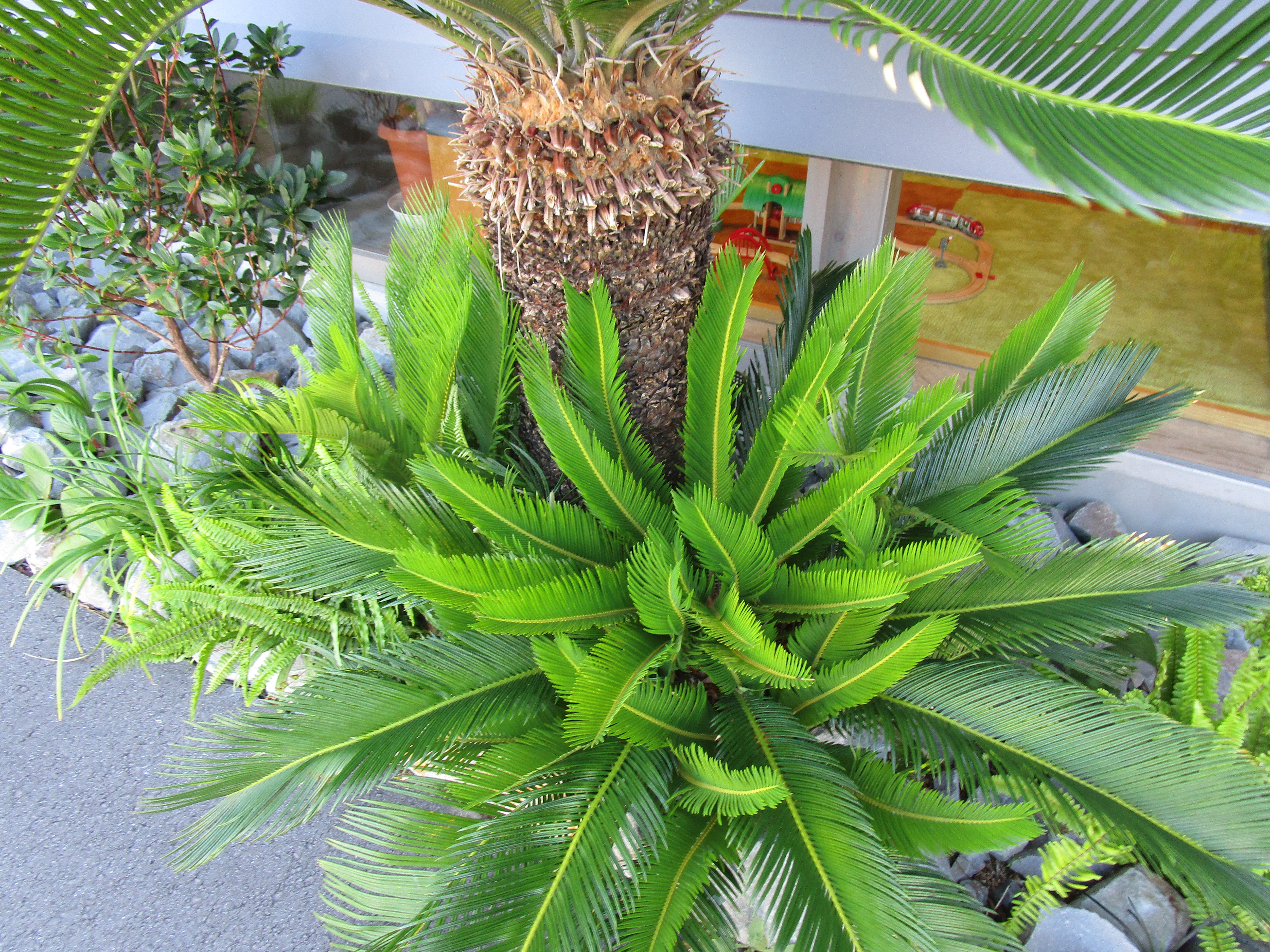 お庭のソテツが育ってます ニューdkハイツ