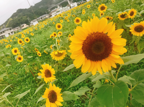 ひまわり畑 静岡走ろう会