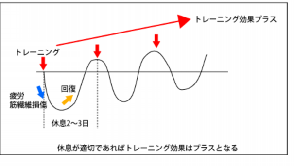 トレーニング前の基礎知識２ 超回復 ストレス応答 ニクケン 肉体研究部