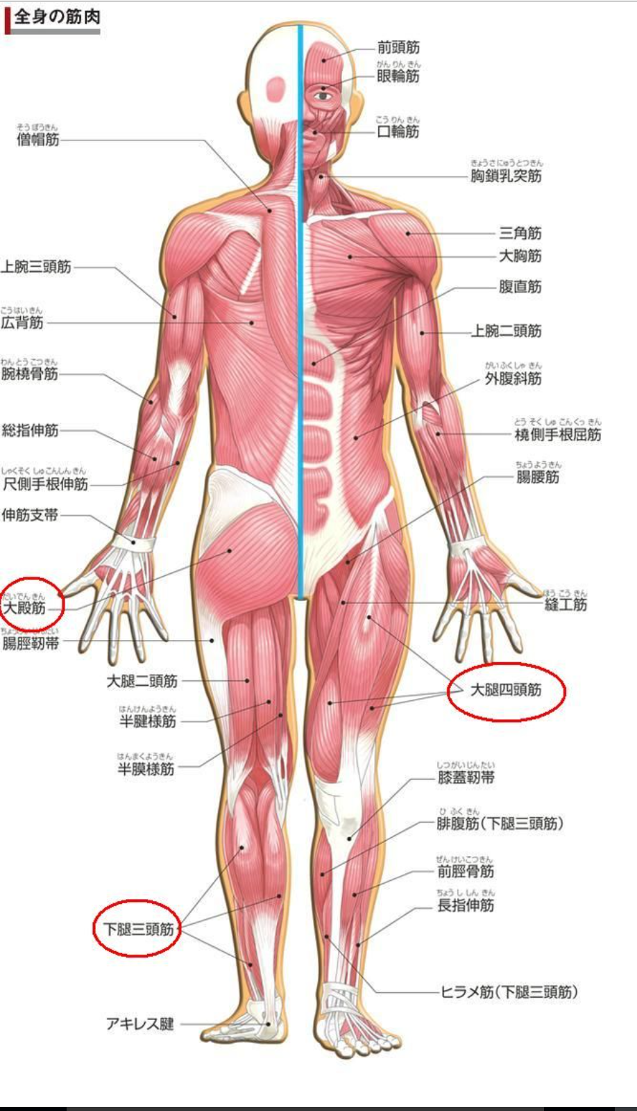 肩 の 筋肉 名前