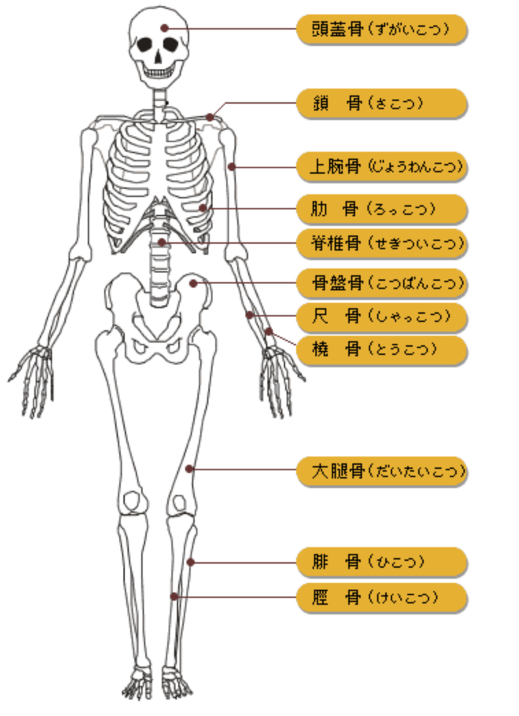 基本の骨と筋肉の名称 ニクケン 肉体研究部