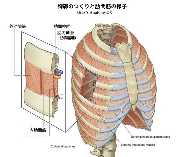 肋間筋損傷の治療法探し Kazuma Muroi Official Site
