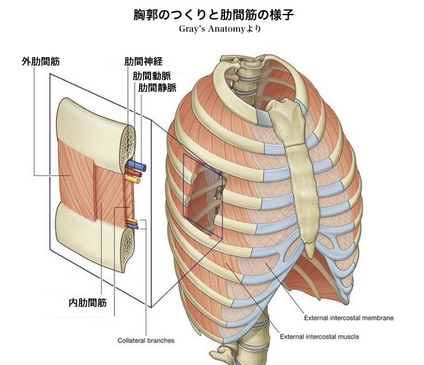 肋間筋損傷の治療法探し 武道とユダヤ