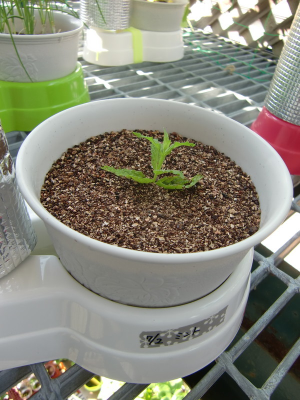 水耕栽培の研究 ミント 01 A 挿し木 17 ガトベルデの野菜 水耕栽培の研究 ミント 01 A 挿し木 17 ガトベルデの野菜