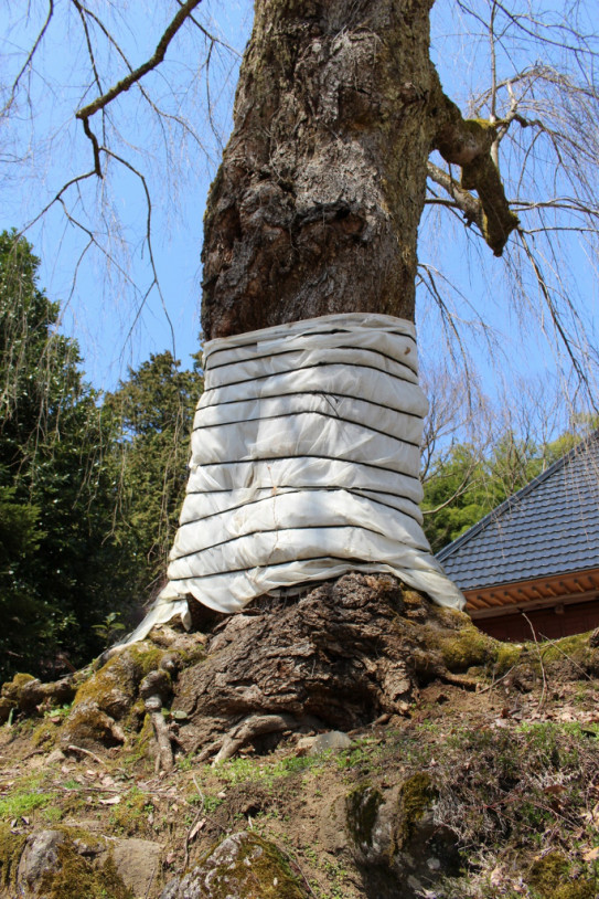 しだれ桜 Lineaとむすひ