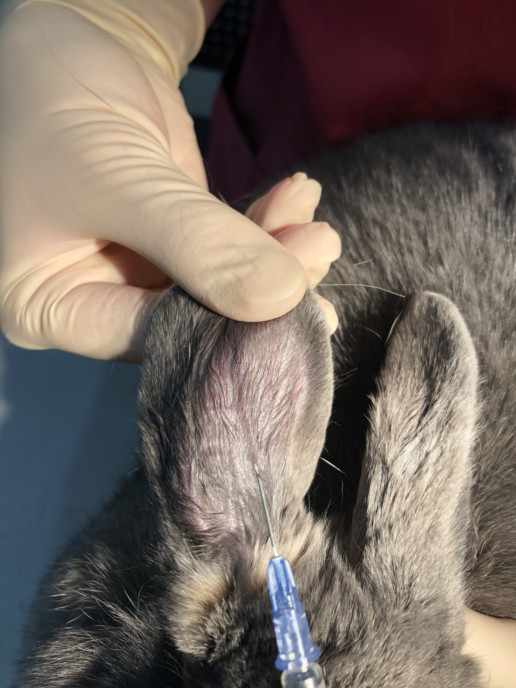 うさぎさんの血液検査の意義 浜村動物病院 うさぎさんのページ