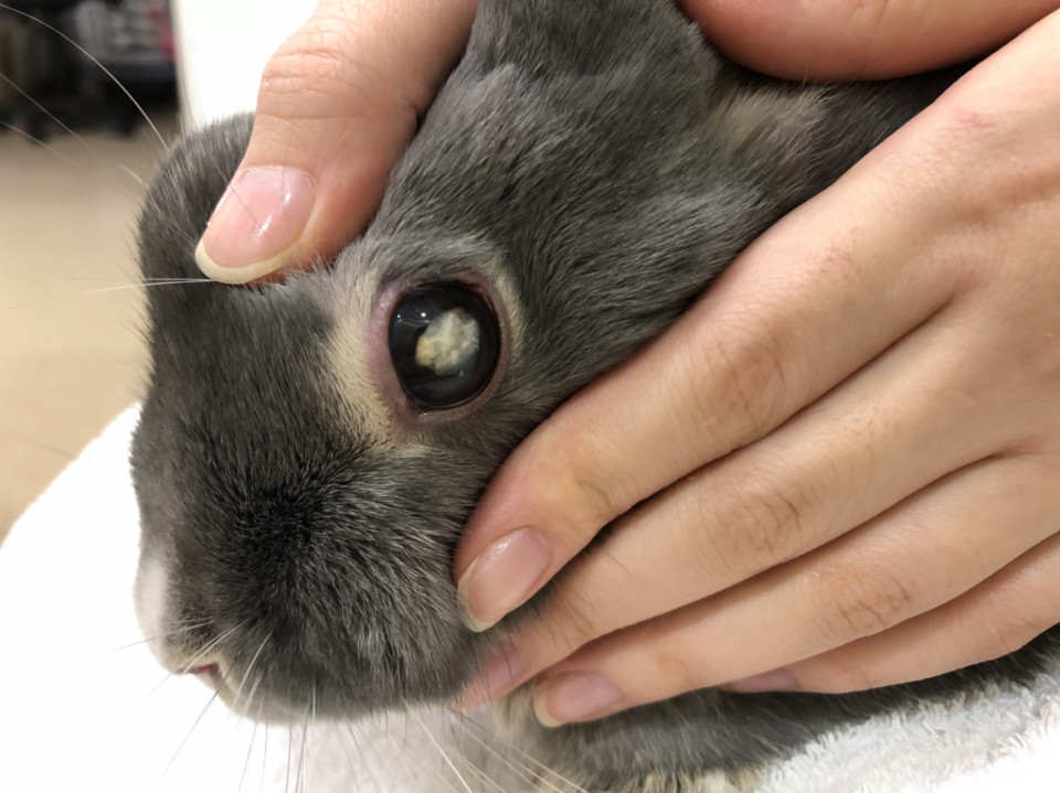 今日のうさぎさん 浜村動物病院 うさぎさんのページ