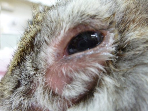 8月ご来院のうさぎさん 浜村動物病院 うさぎさんのページ