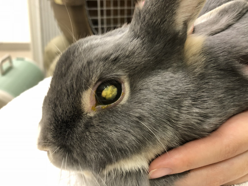 今日のうさぎさん 浜村動物病院 うさぎさんのページ